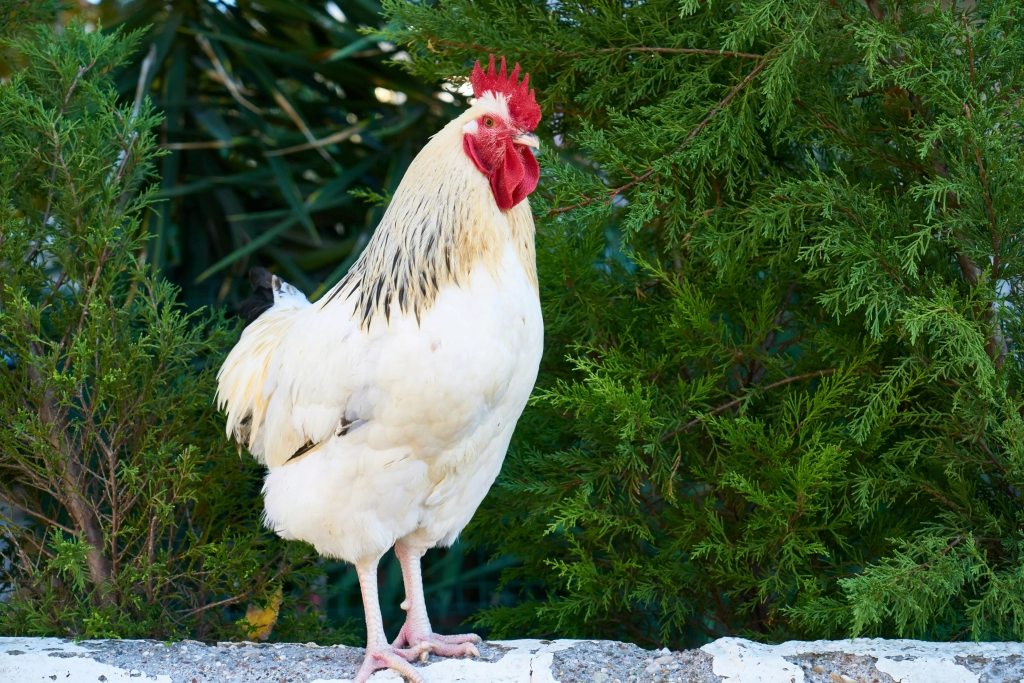 poulet midoum poulet blanc