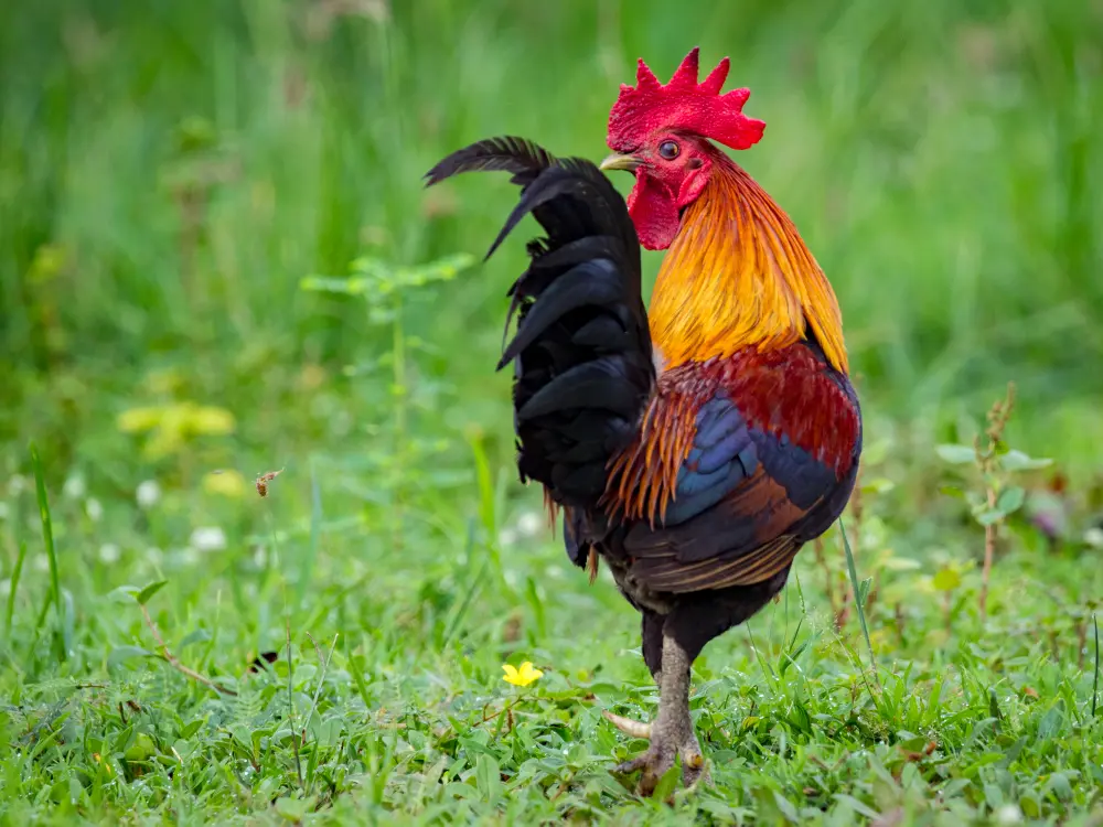 Coq Noiler